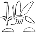 roseau et abeille