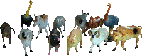 Animaux